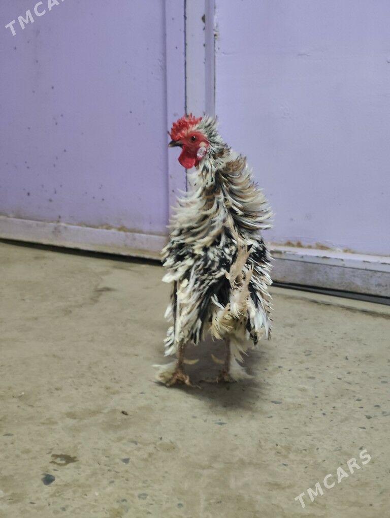 Карлик - Дашогуз - img 3