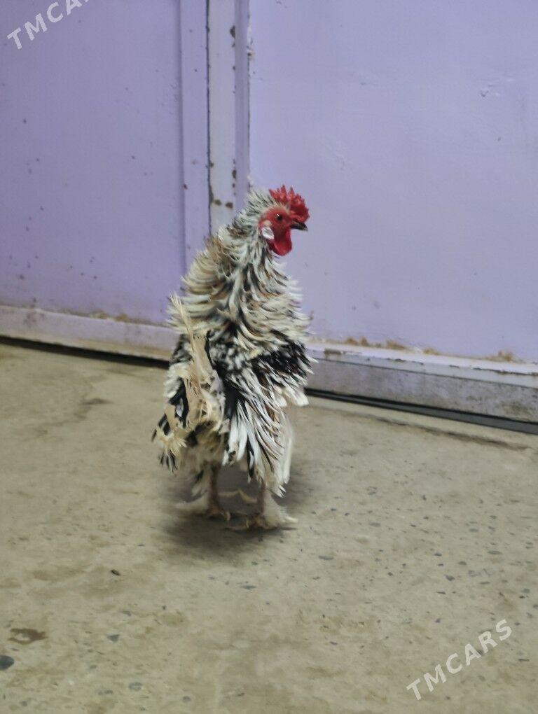 Карлик - Дашогуз - img 2