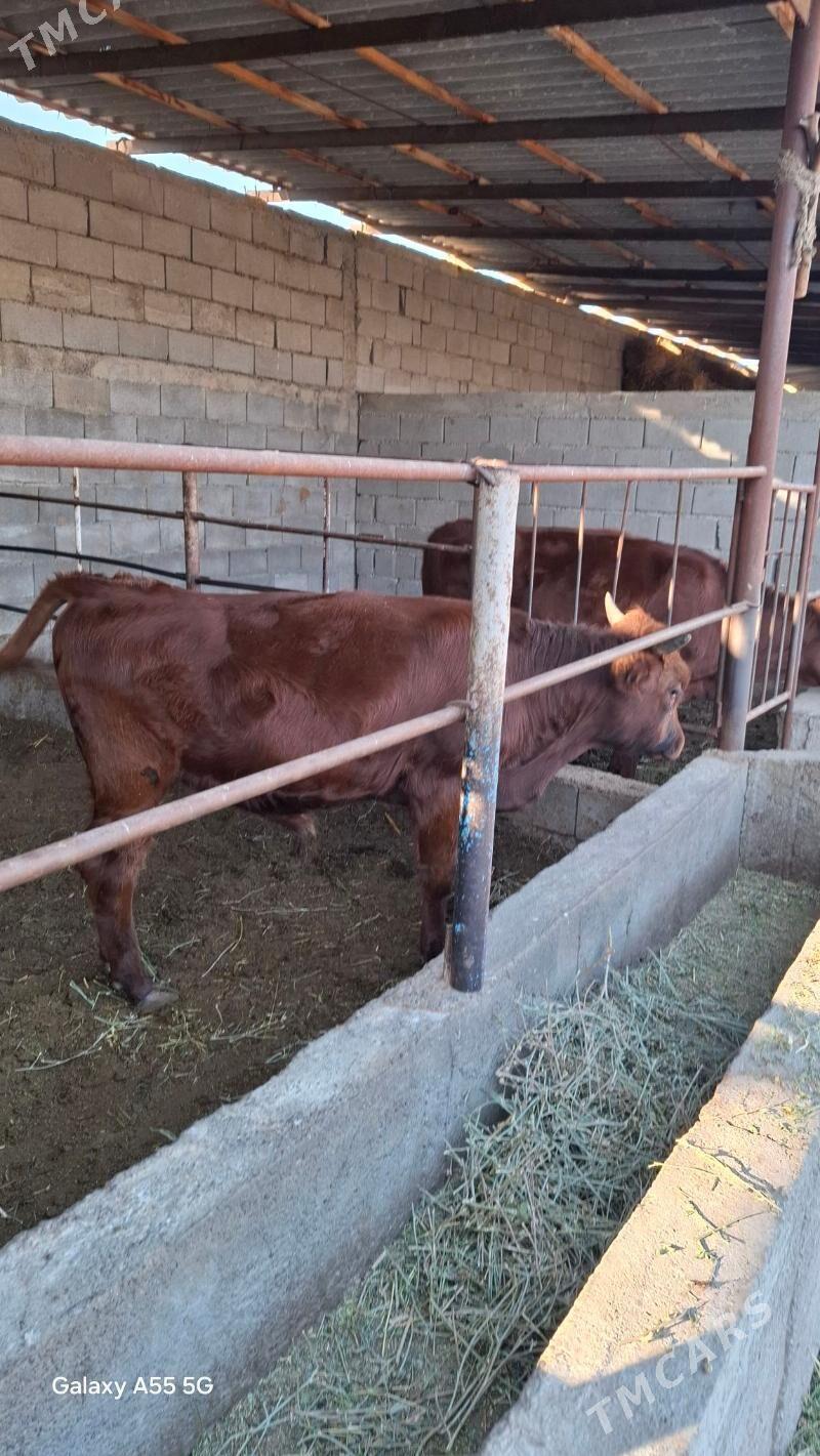 Okuz - Гёкдепе - img 2