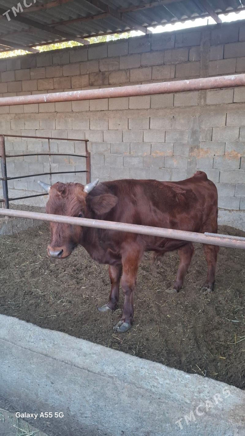 Okuz - Гёкдепе - img 1