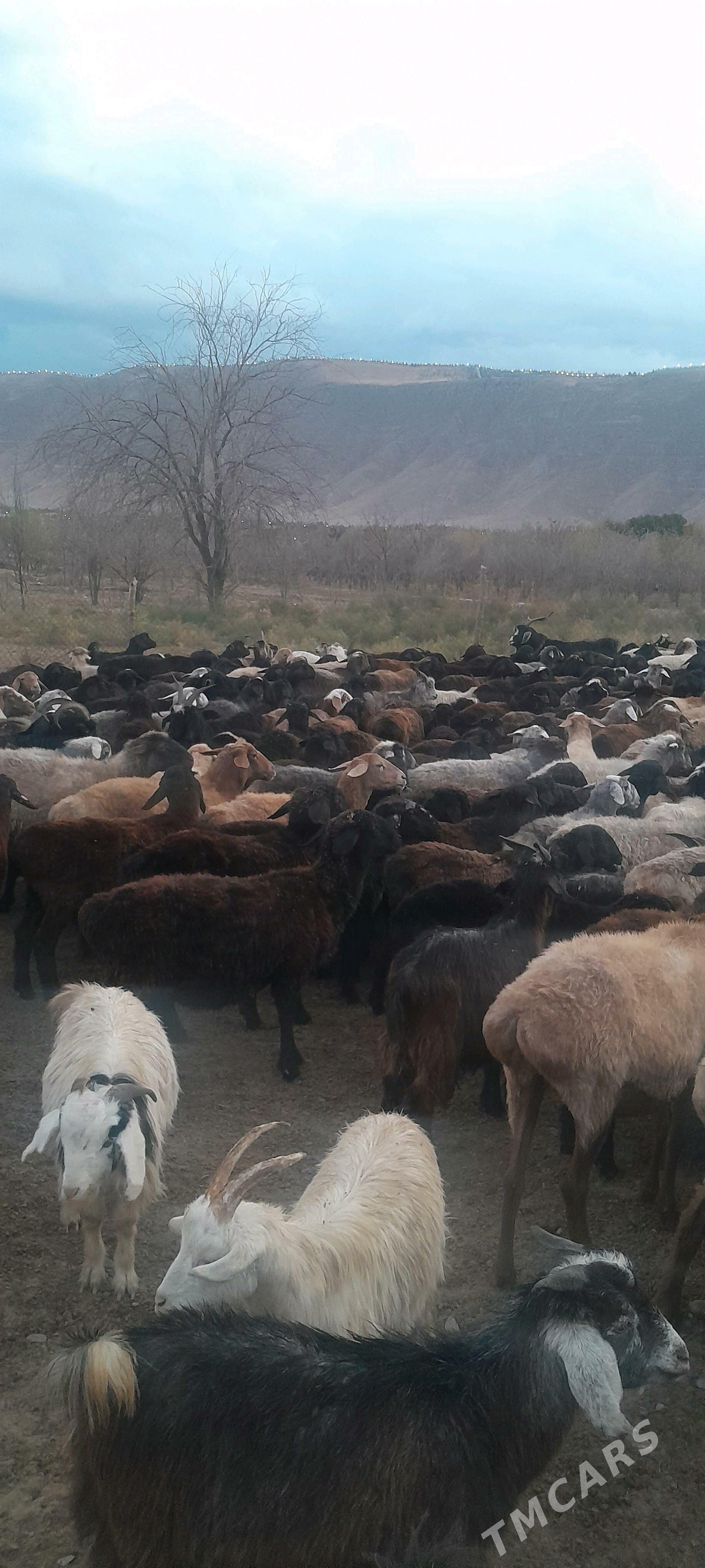 jebiş - Багир - img 2