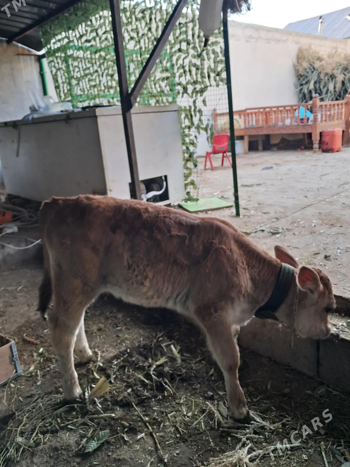 Sygyr sagymlyk - Büzmeýin - img 2