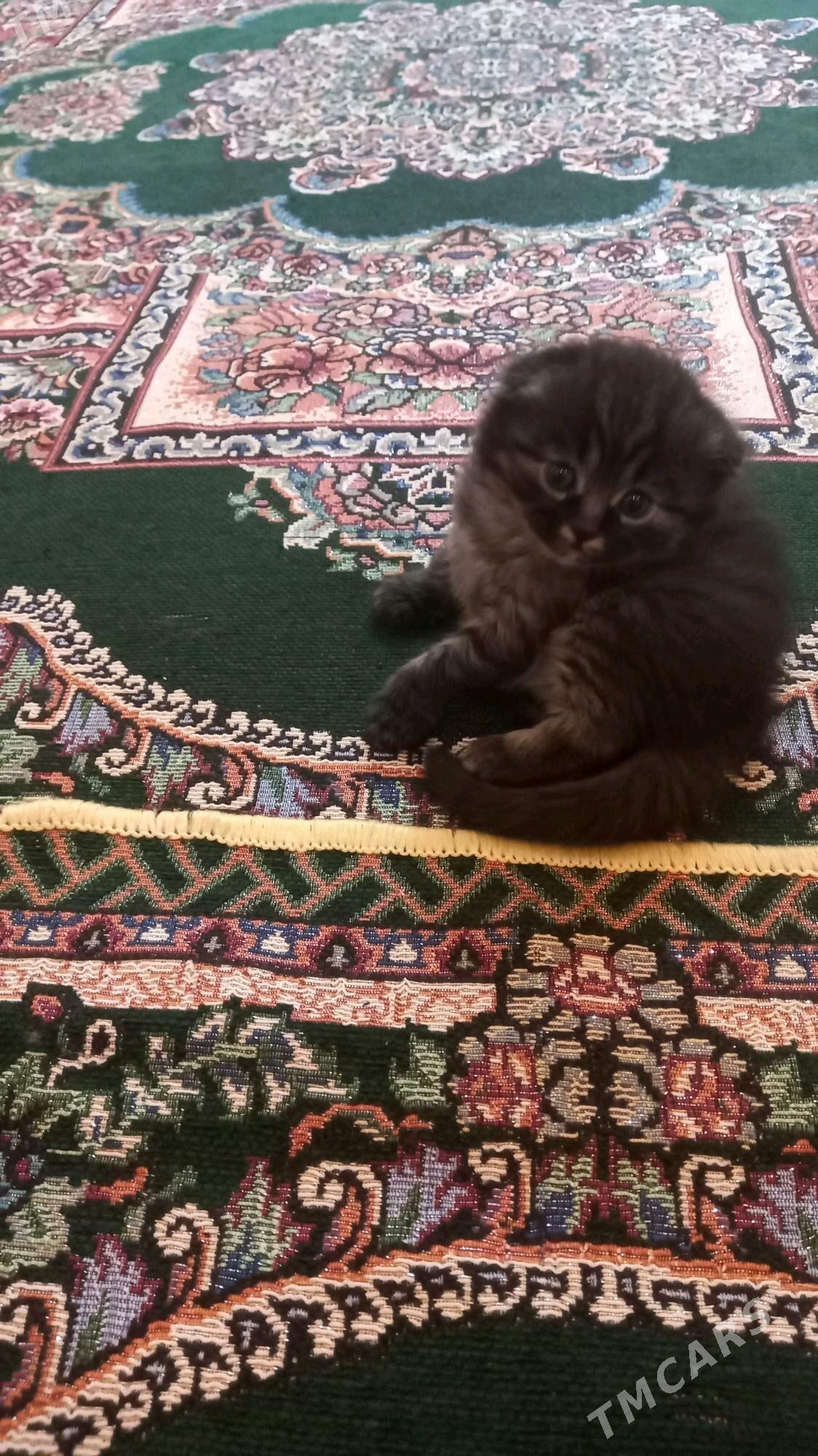 satlaniski - Mary - img 5