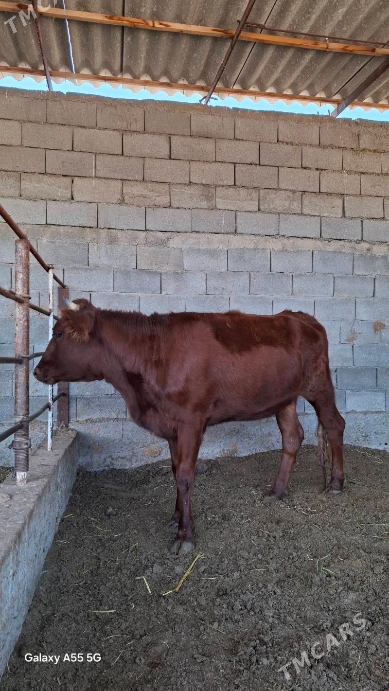 Tuwe - Гёкдепе - img 1