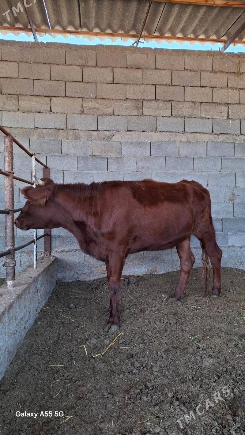 Tuwe - Гёкдепе - img 2