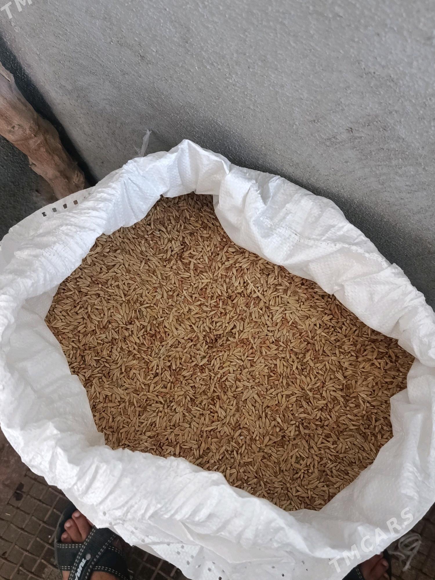 Arpa - Гёкдепе - img 2