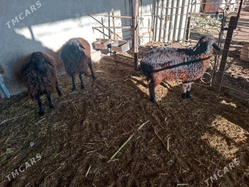 koc we koy - Farap - img 1