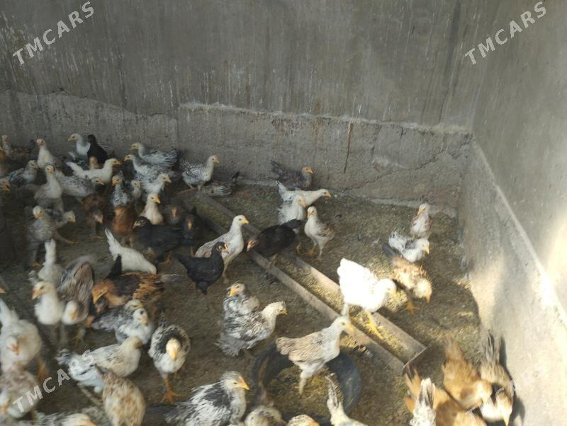 juyje - Tejen - img 2