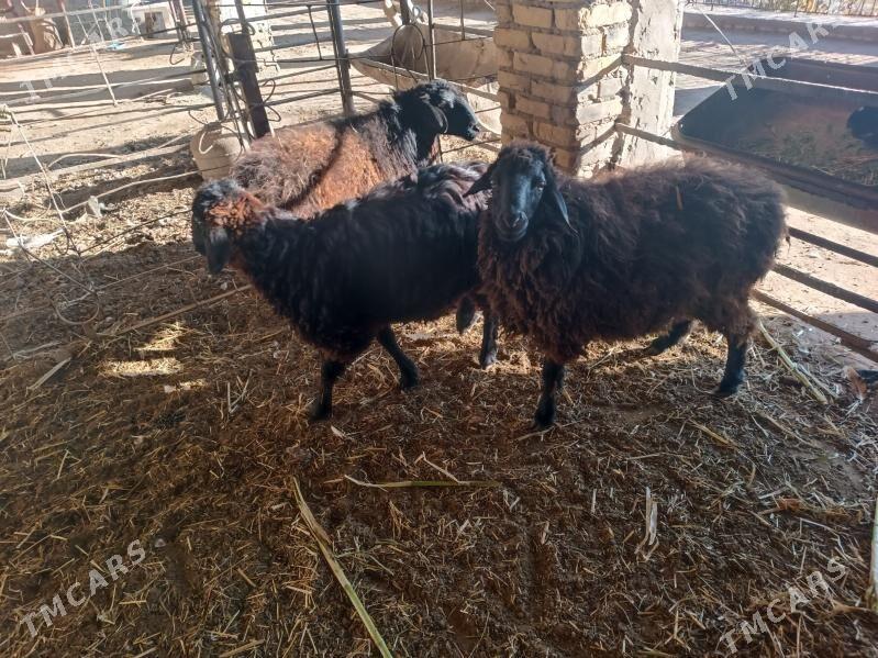 koc we koy - Farap - img 2