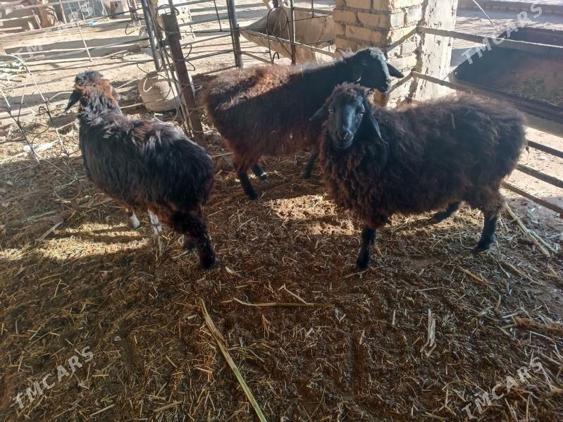 koc we koy - Farap - img 3