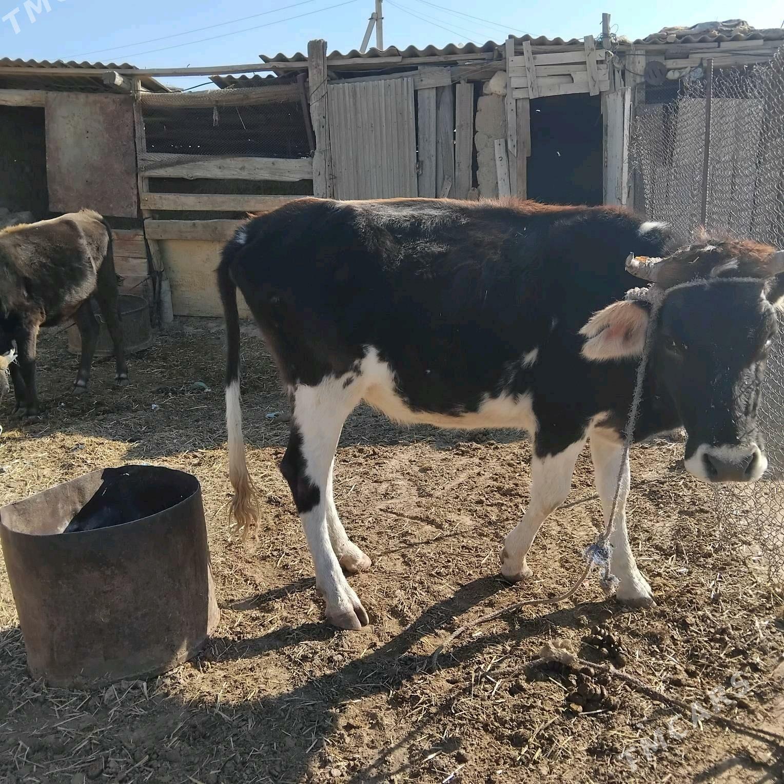 sygyr - Гызыларбат - img 4