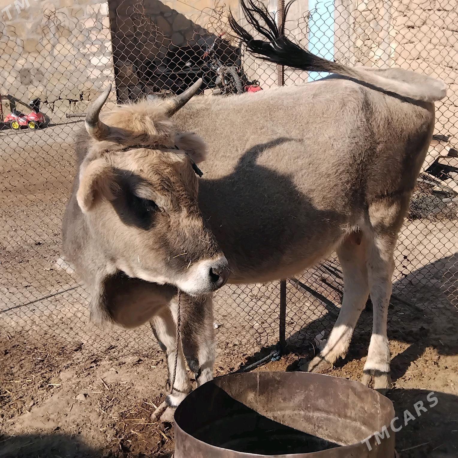 sygyr - Гызыларбат - img 3