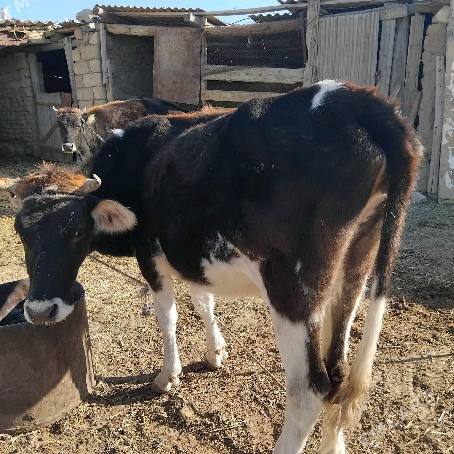 sygyr - Гызыларбат - img 5