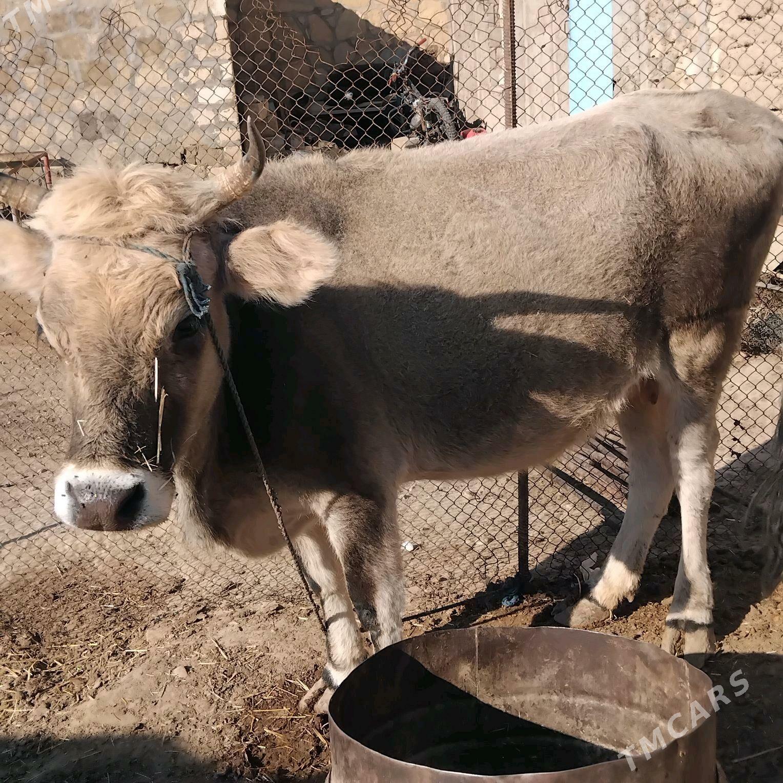 sygyr - Гызыларбат - img 2