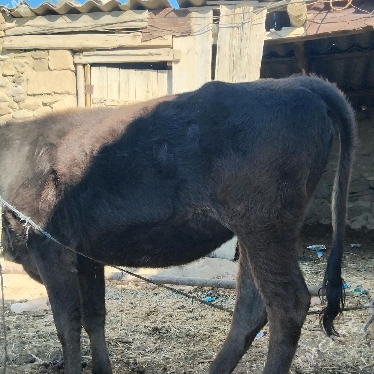 sygyr - Гызыларбат - img 7