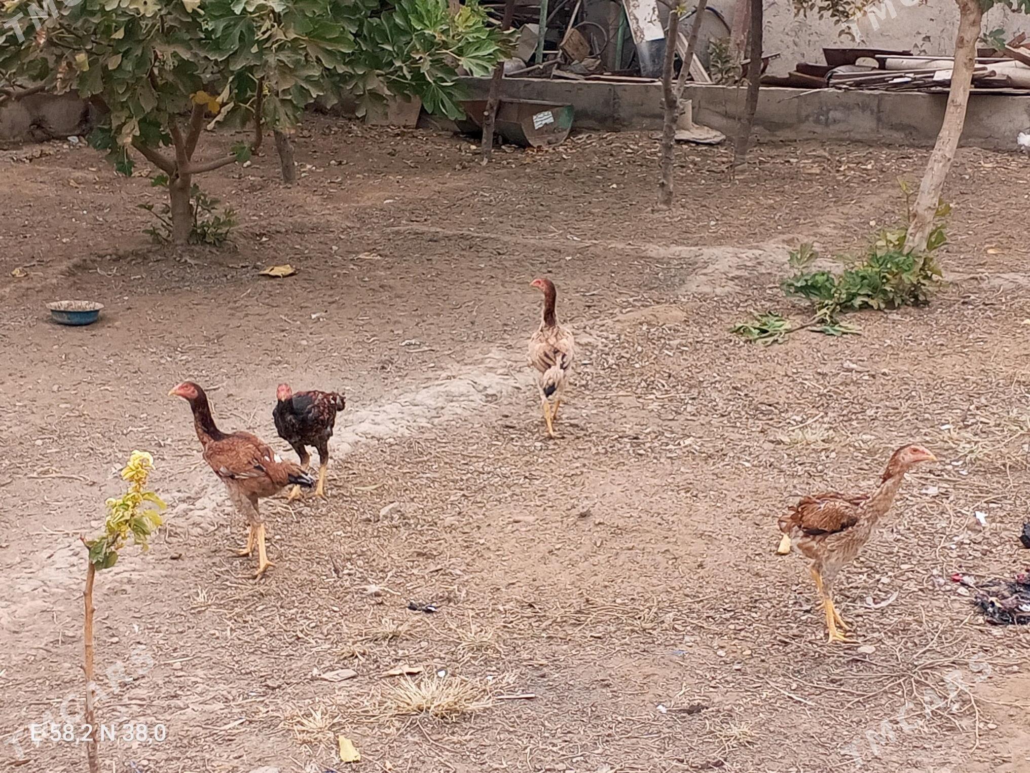 Towuk - Aşgabat - img 2