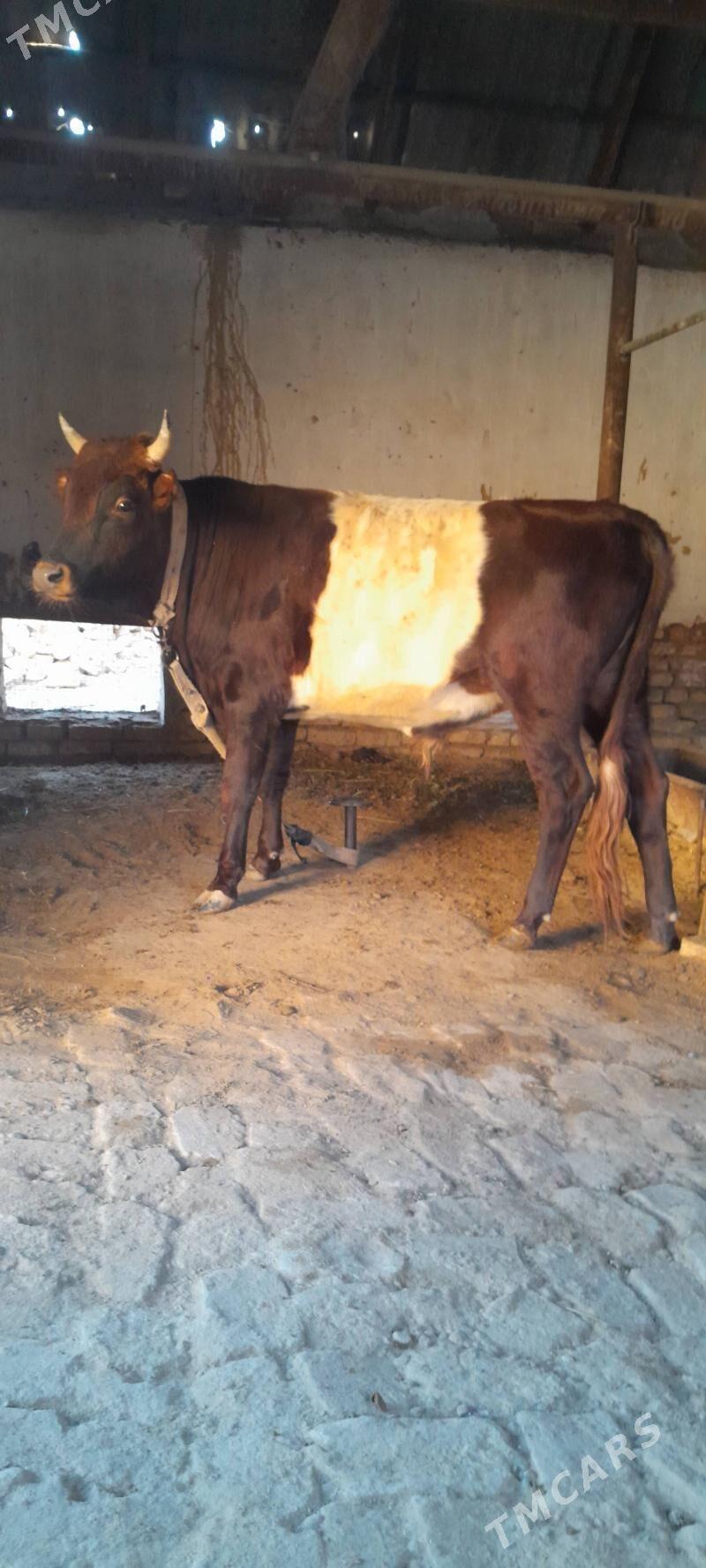 õküz - Wekilbazar - img 2