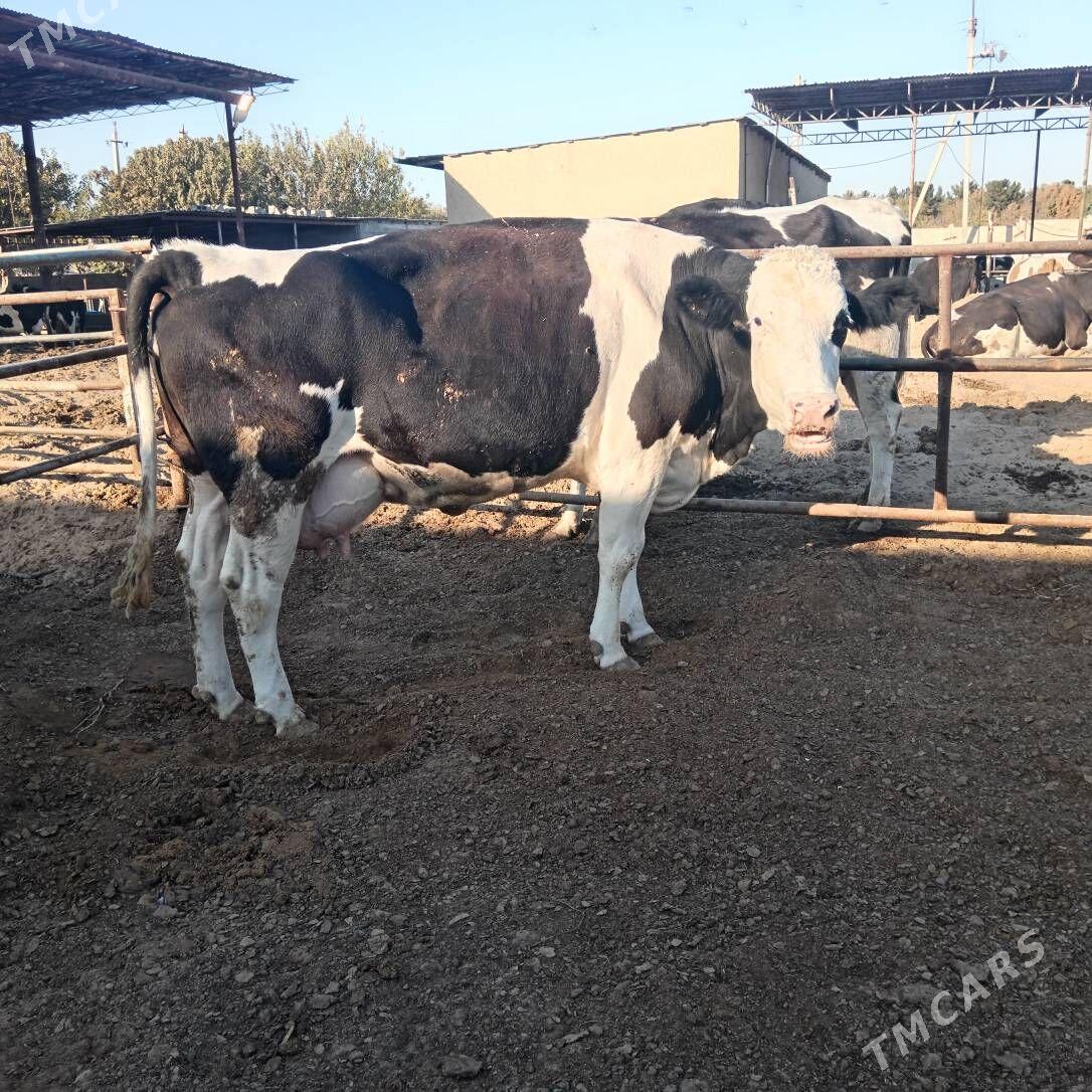 sigir - Ашхабад - img 2