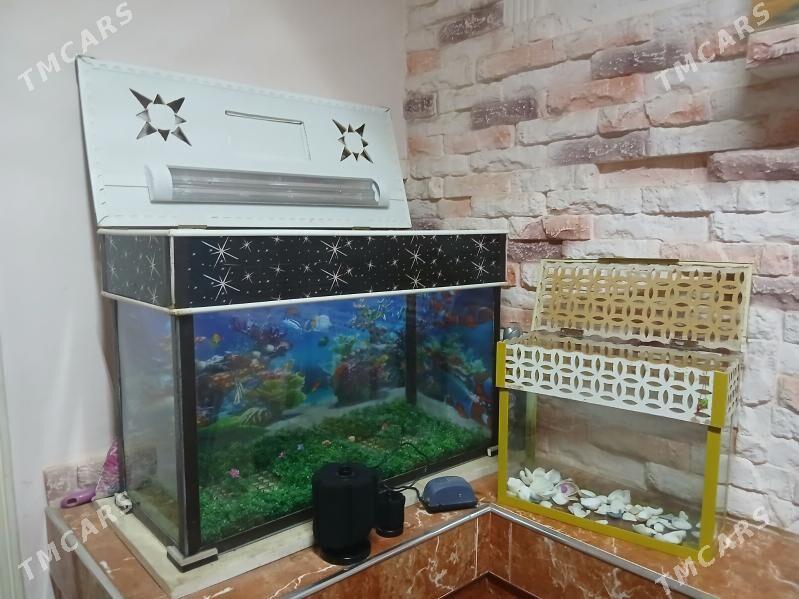 akwarium - Daşoguz - img 1