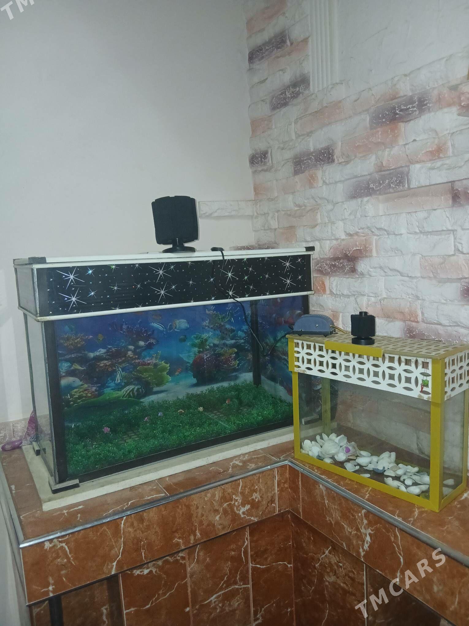 akwarium - Daşoguz - img 3