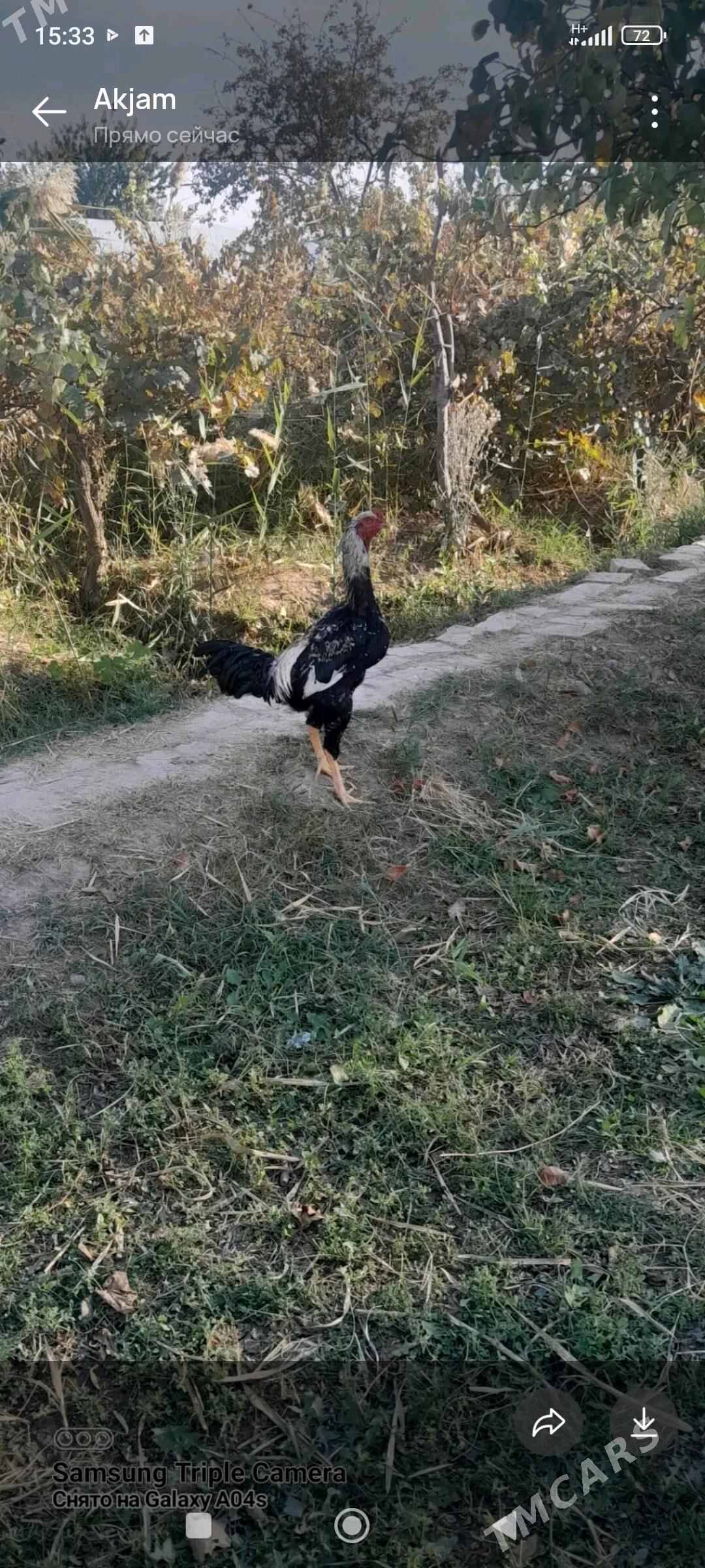 horaz - Murgap - img 2