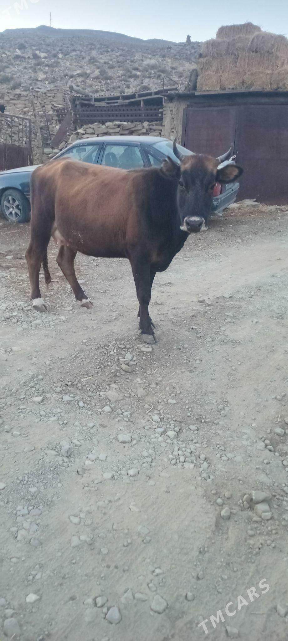 tohum sygyr - Bäherden - img 2