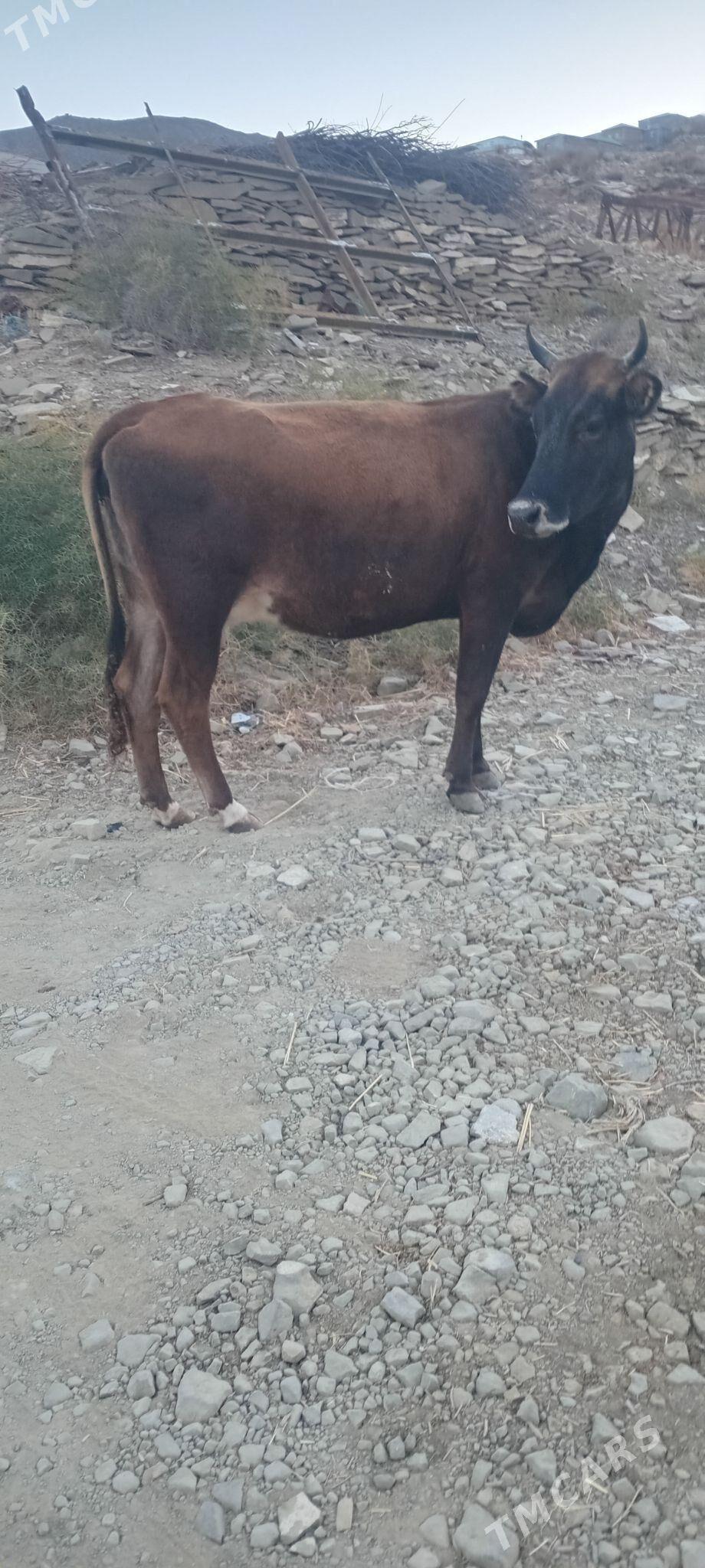 tohum sygyr - Bäherden - img 6