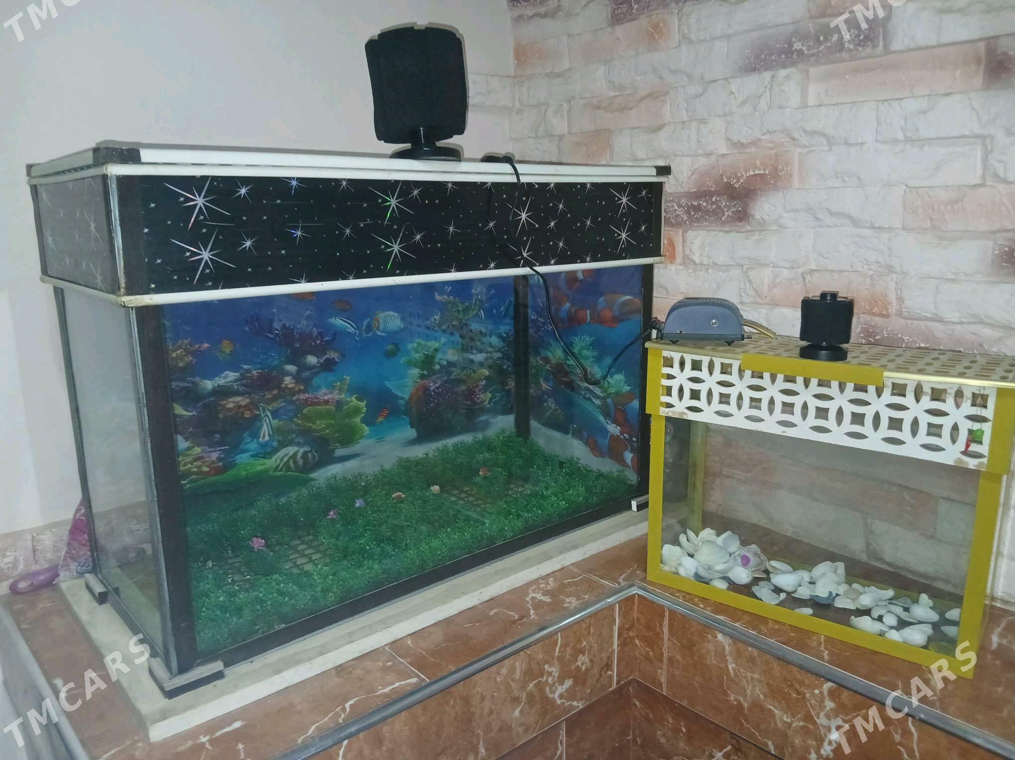 akwarium - Daşoguz - img 2