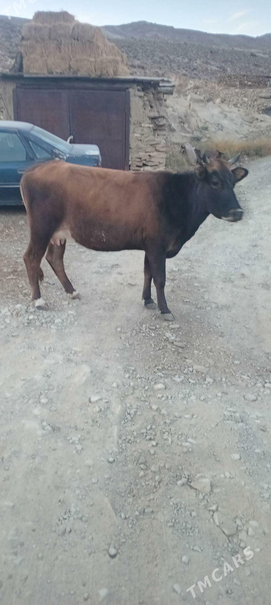 tohum sygyr - Bäherden - img 3