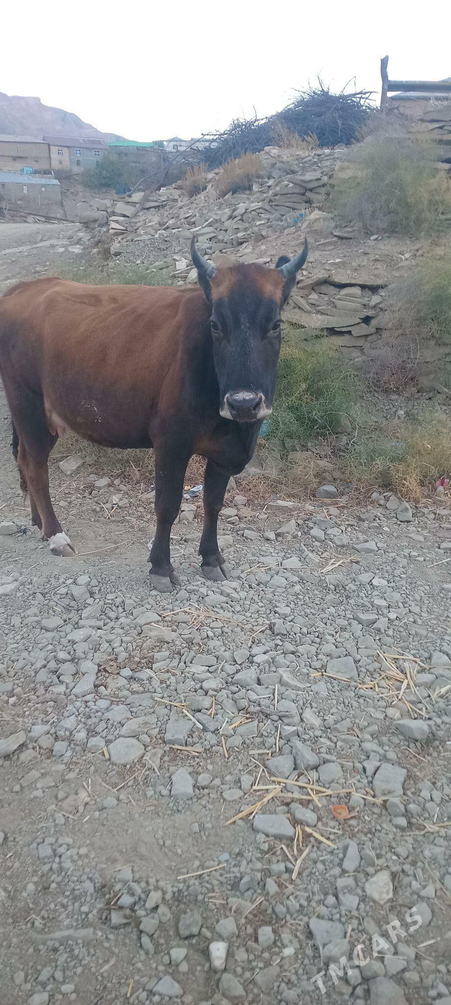 tohum sygyr - Bäherden - img 5