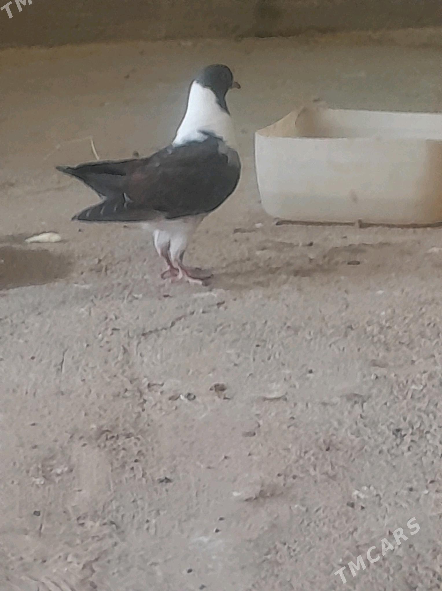 Кепдери - Мары - img 2