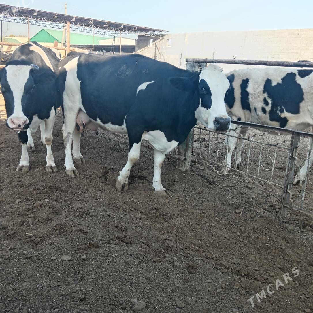 sigir - Aşgabat - img 2