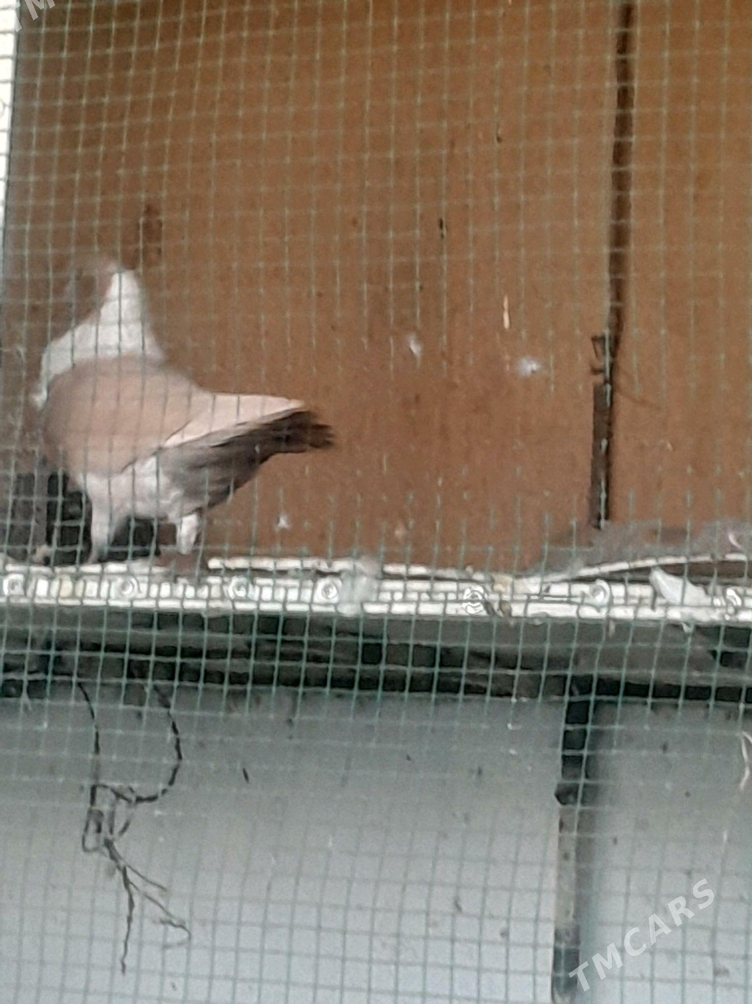 Кепдери - Мары - img 4