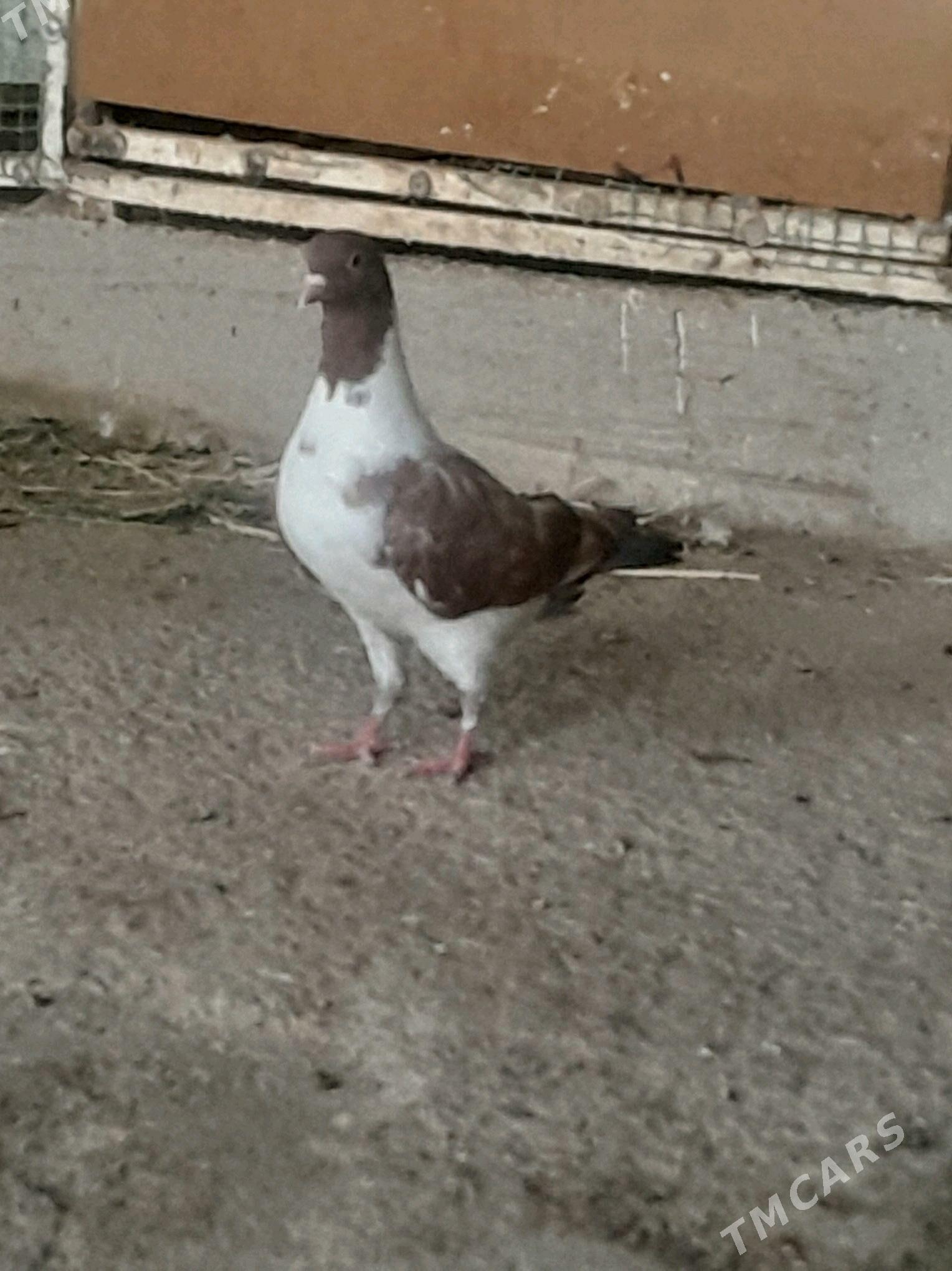 Кепдери - Мары - img 3