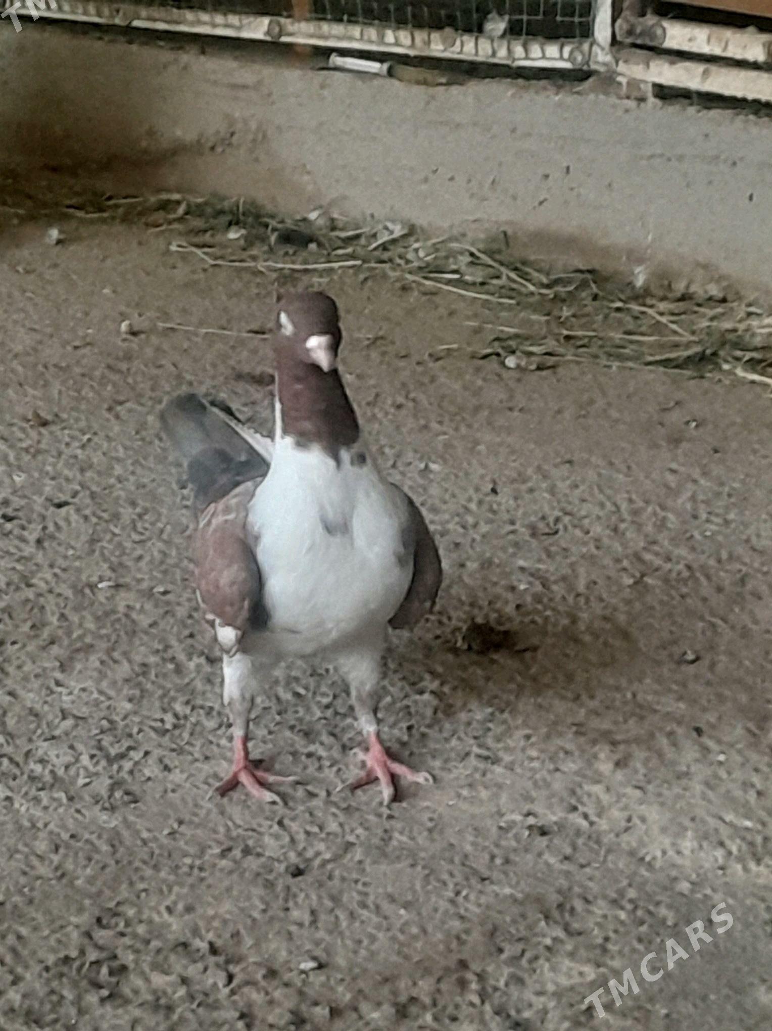 Кепдери - Мары - img 6