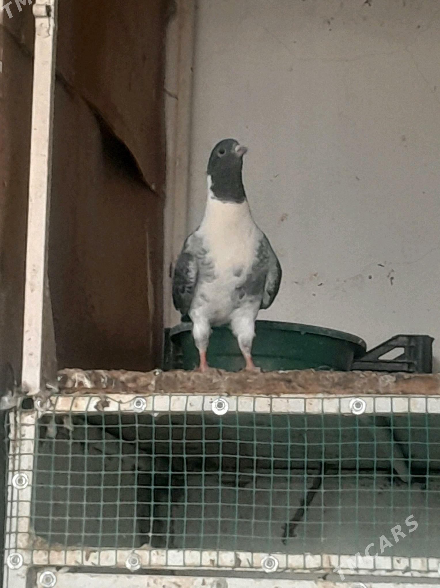 Кепдери - Мары - img 5