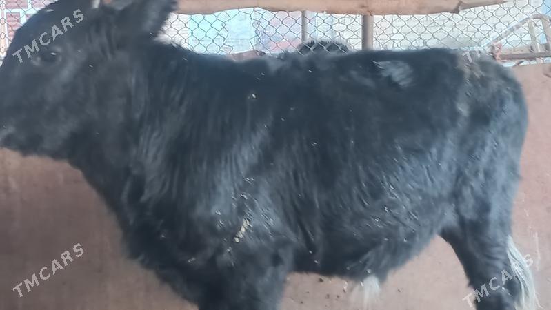 okuzçe - Gumdag - img 3