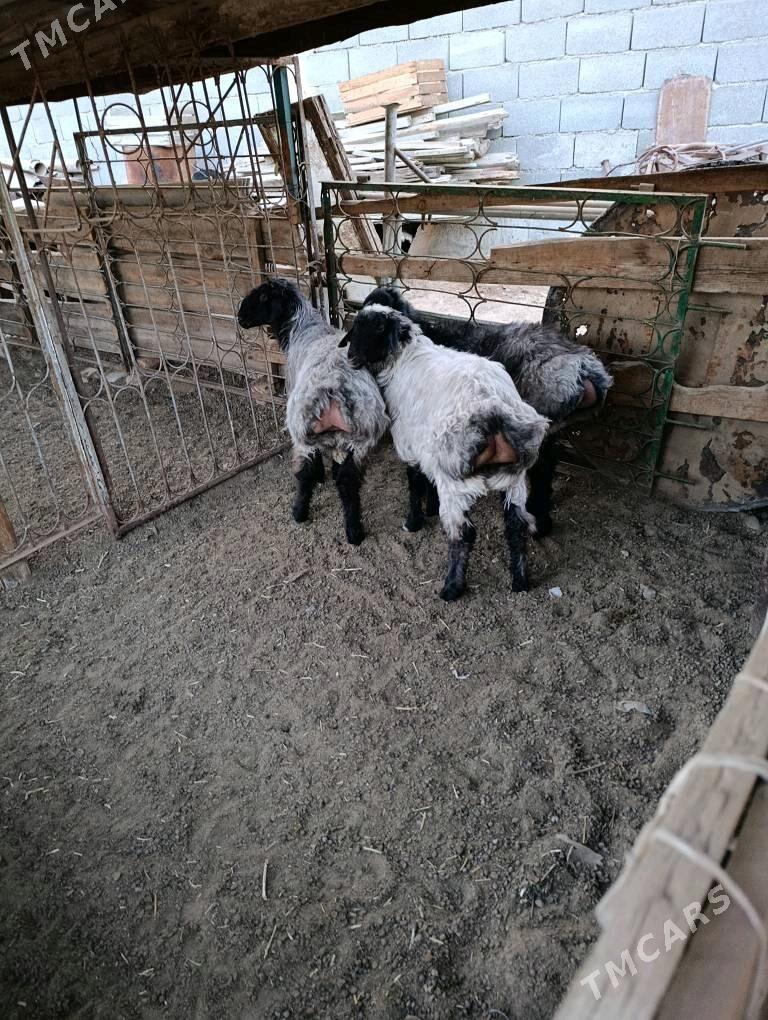 tokly - Гарадамак - img 2