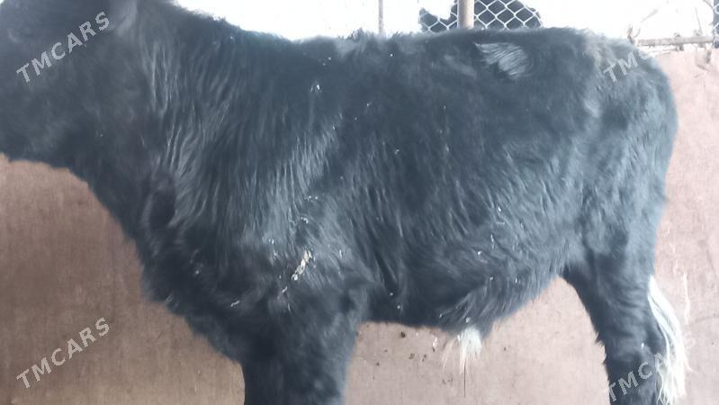 okuzçe - Gumdag - img 2