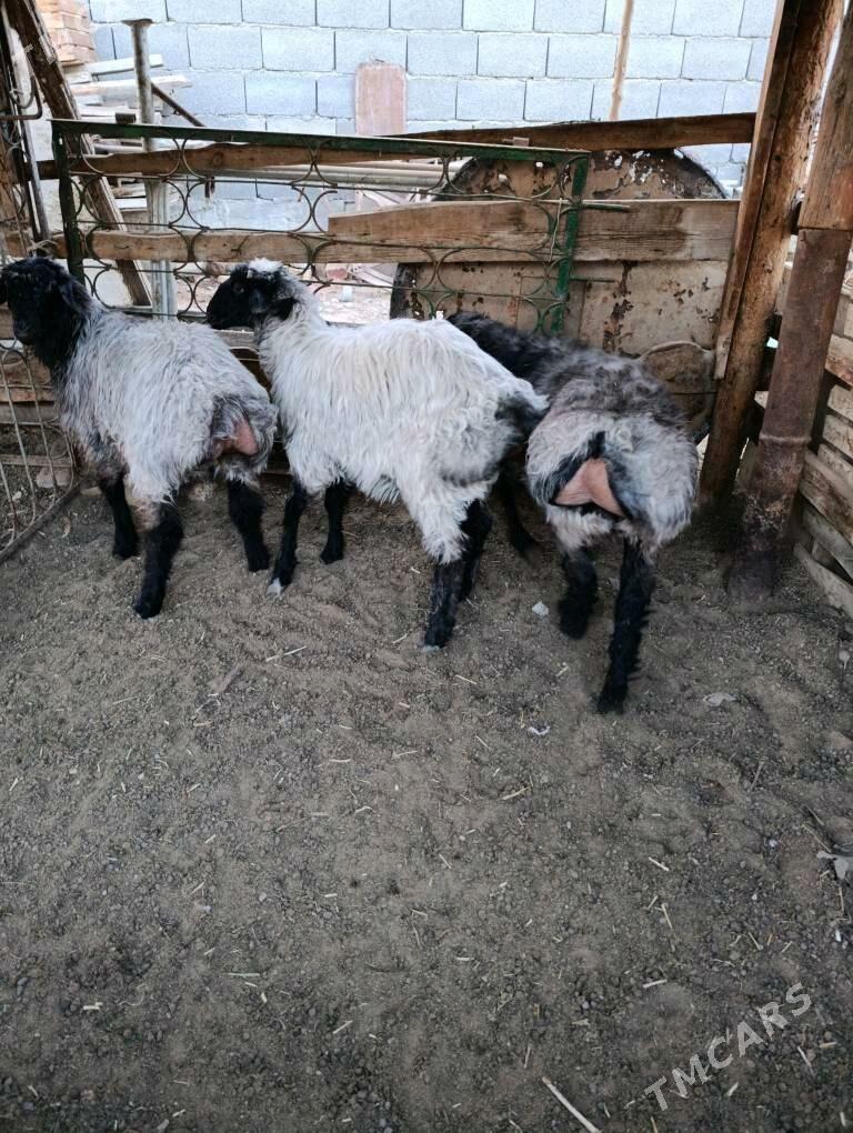 tokly - Гарадамак - img 1