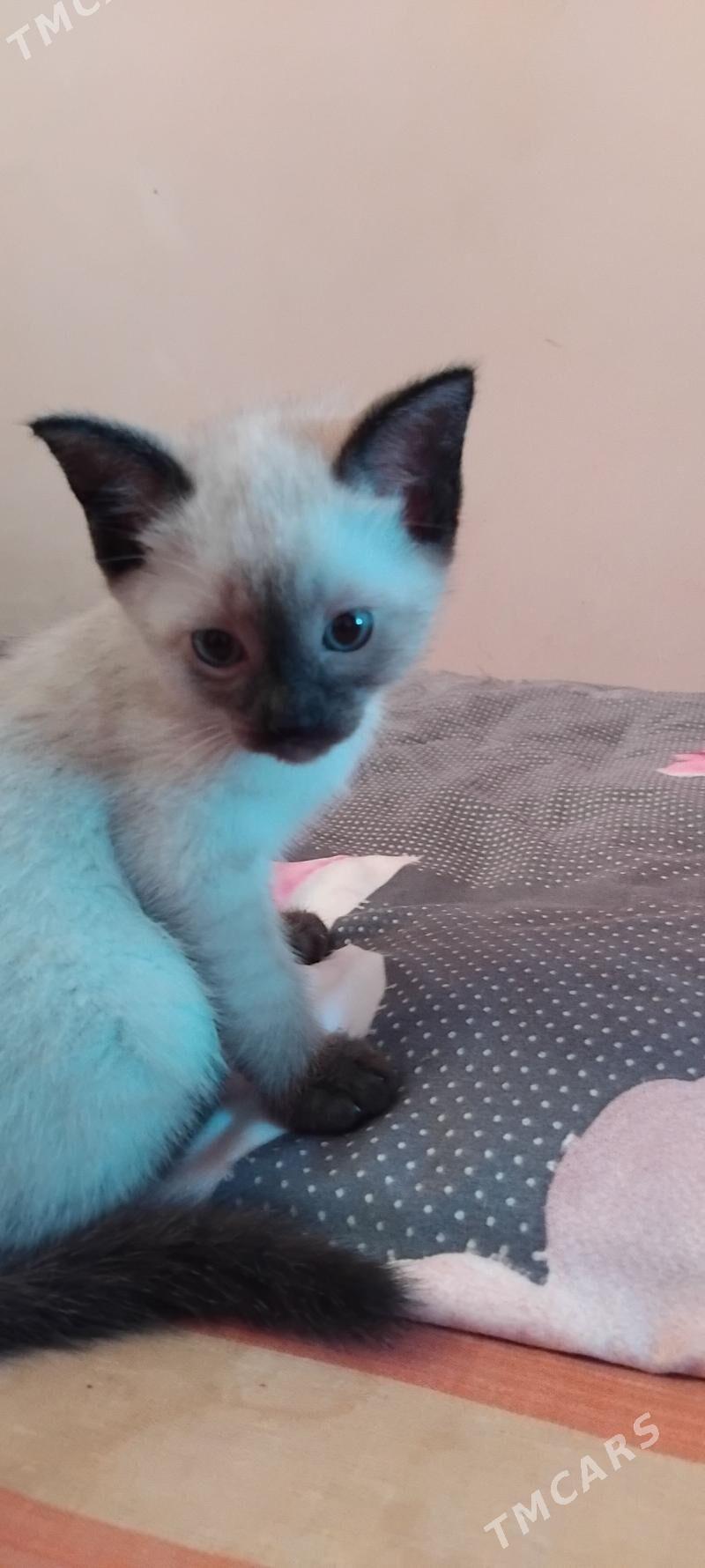 сиамские котята - 6 mkr - img 6