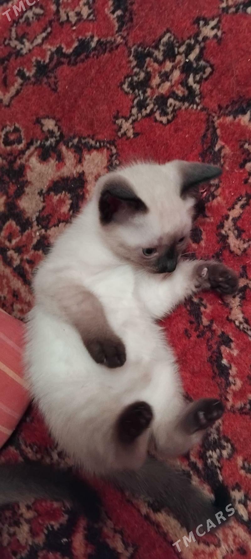 сиамские котята - 6 mkr - img 2