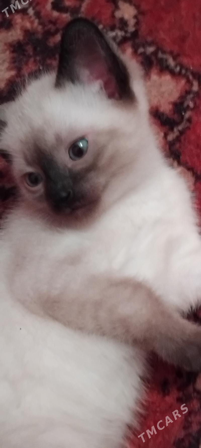 сиамские котята - 6 mkr - img 3