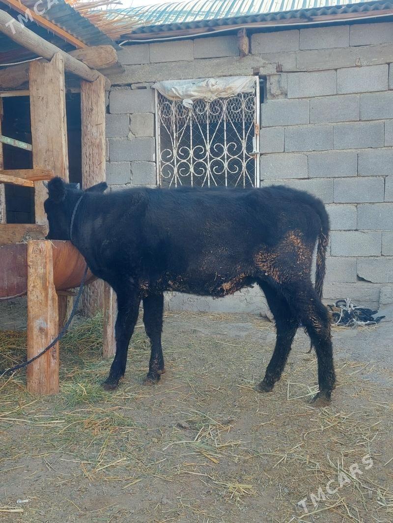 Tuwe - Гёкдепе - img 2