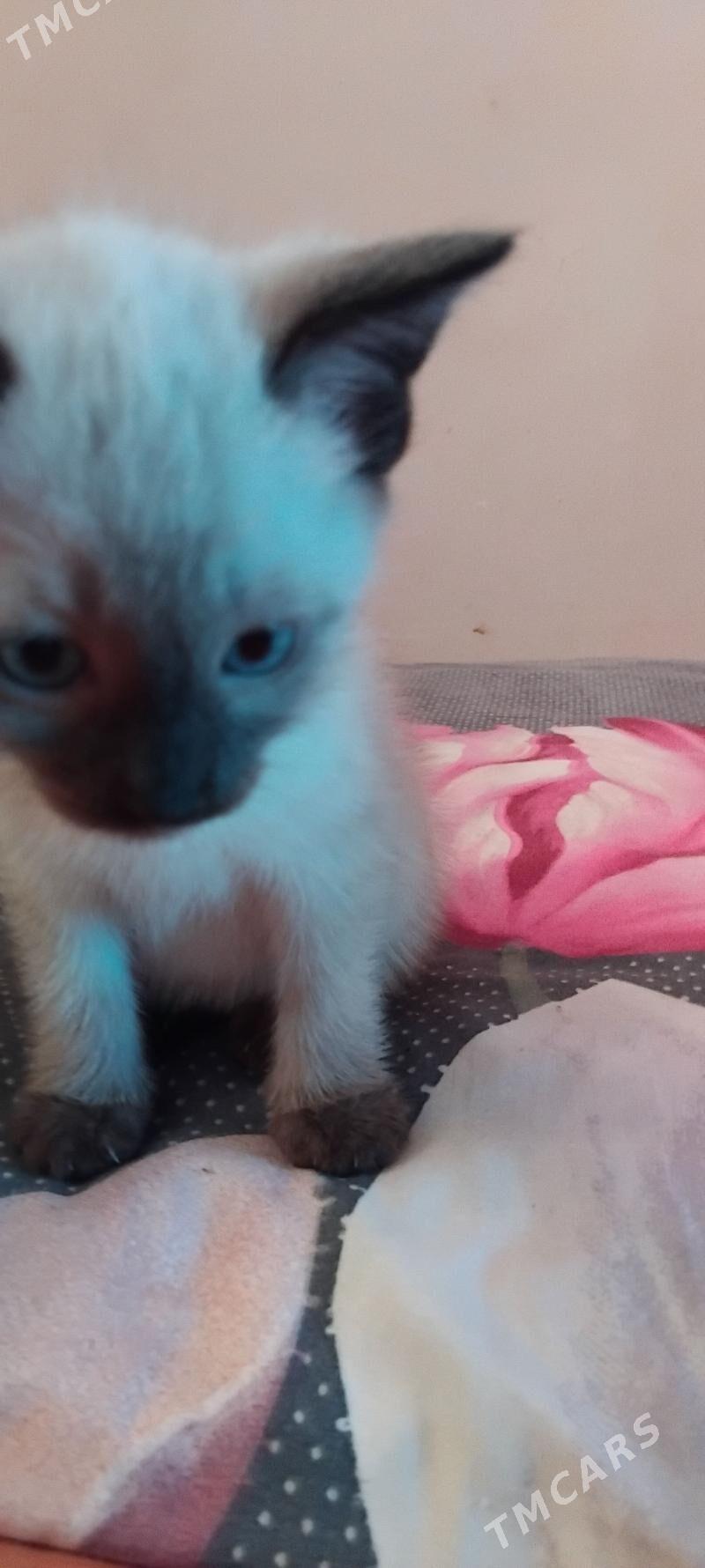 сиамские котята - 6 mkr - img 4