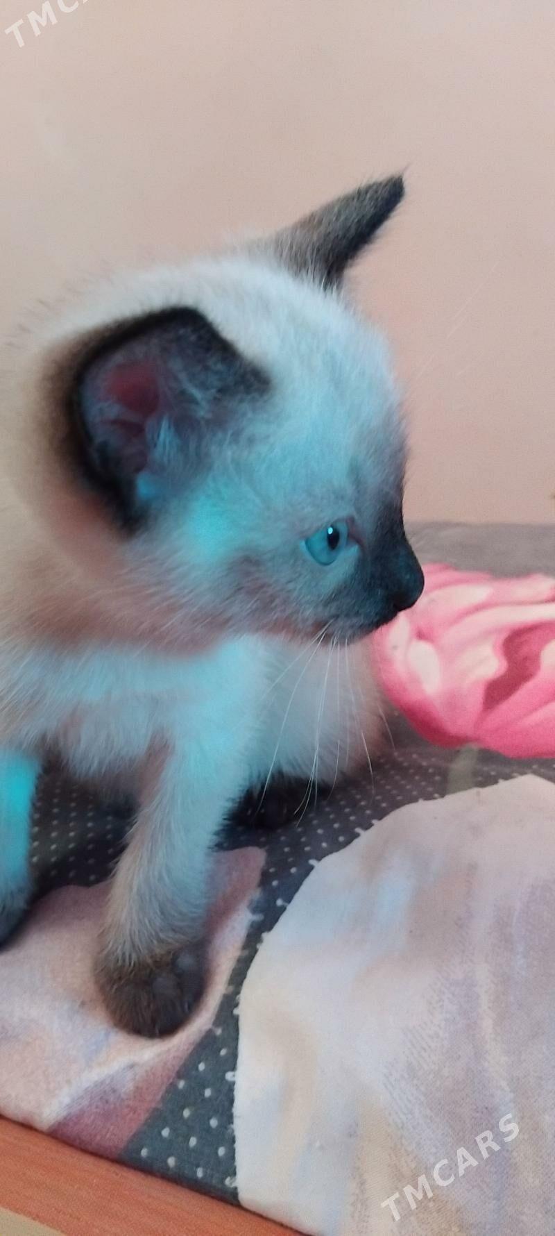 сиамские котята - 6 mkr - img 5