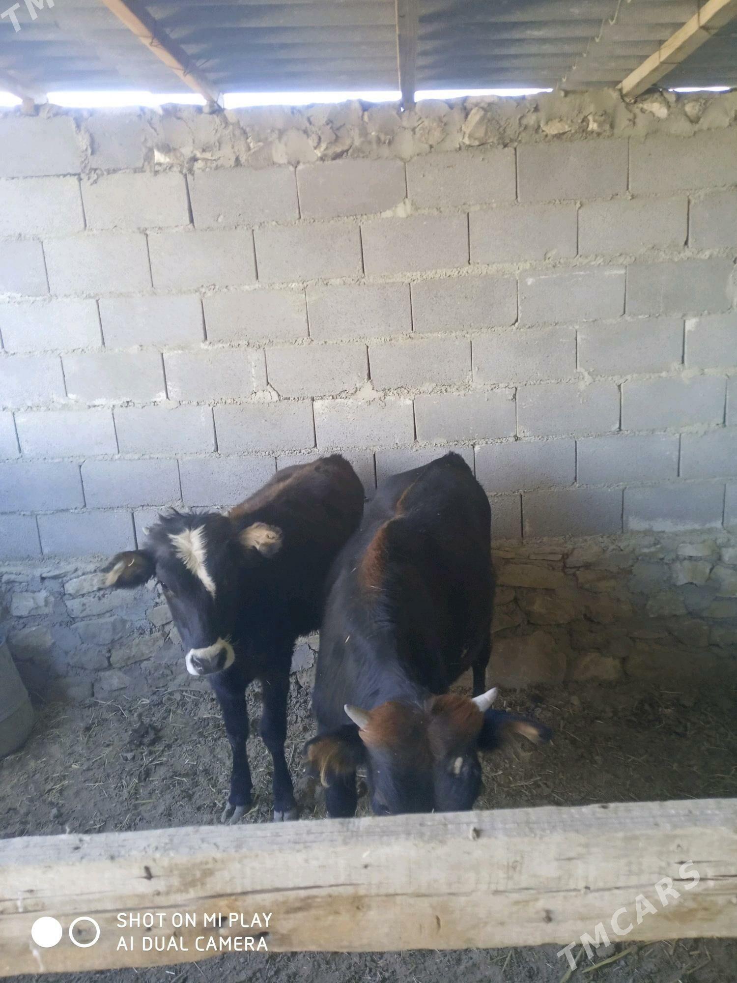 öküz tüwe - Etrek - img 2