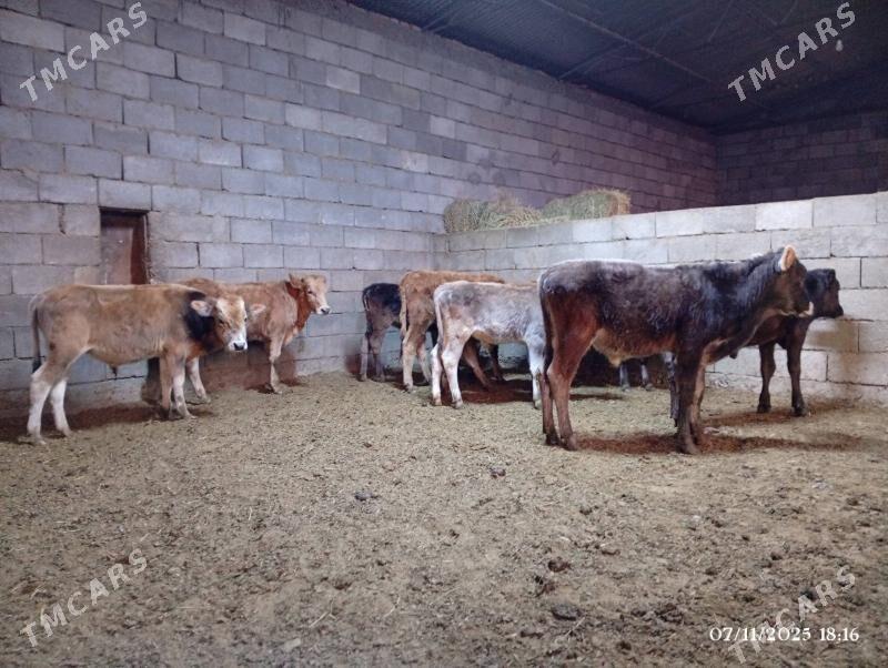 Şwes goleler - Херрикгала - img 5