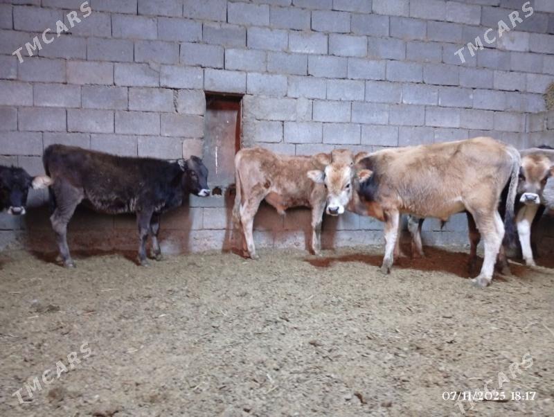 Şwes goleler - Херрикгала - img 7