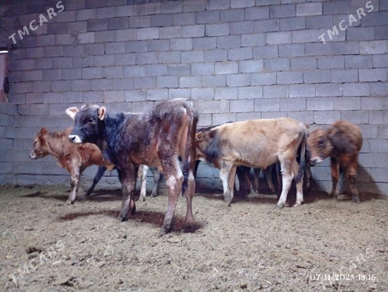 Şwes goleler - Херрикгала - img 6